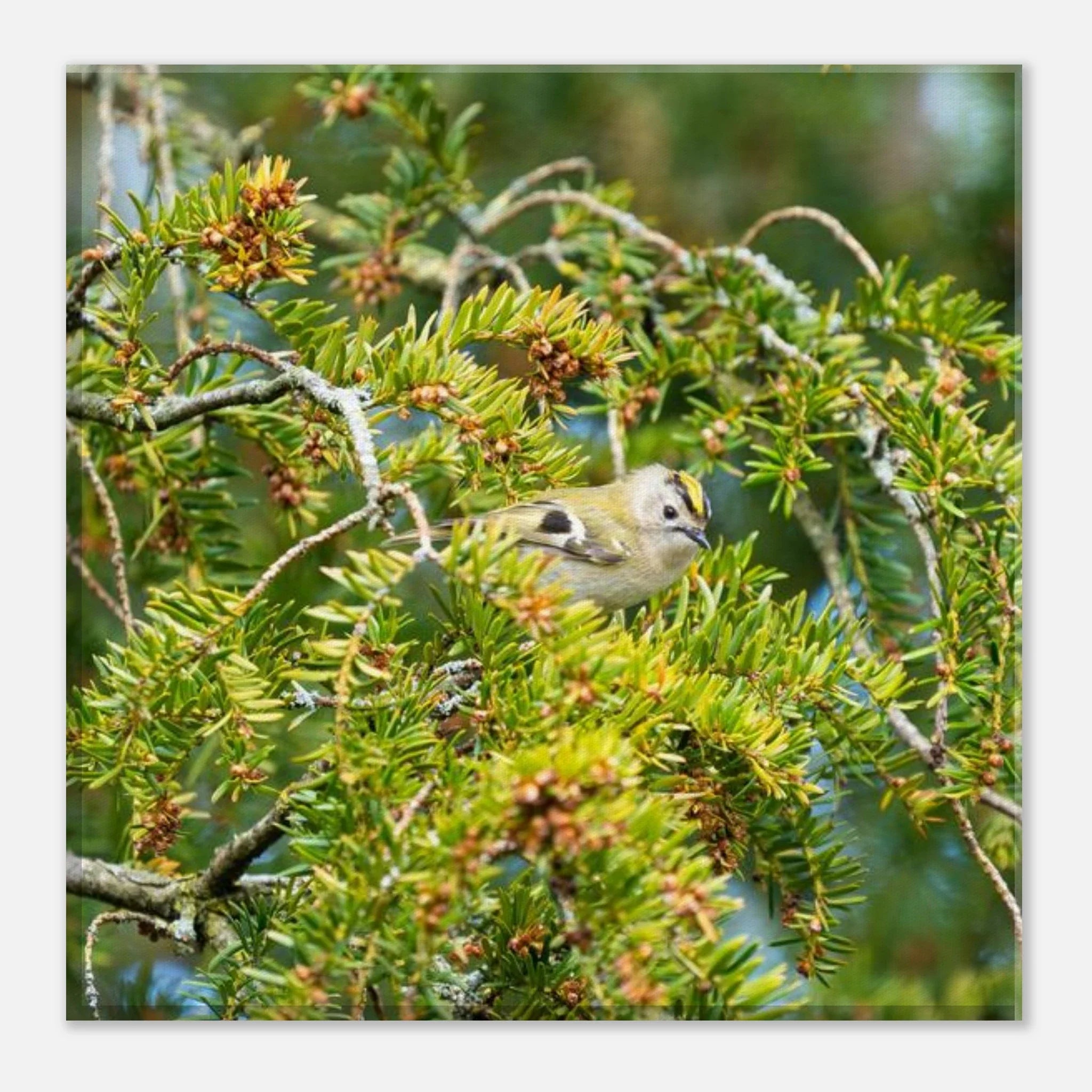 Goldcrest