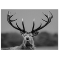 0cd9afb8-e4c9-4577-8497-f55cdbac2716