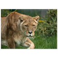 7b754882-a484-4ee1-9ef8-6965c2b6429a